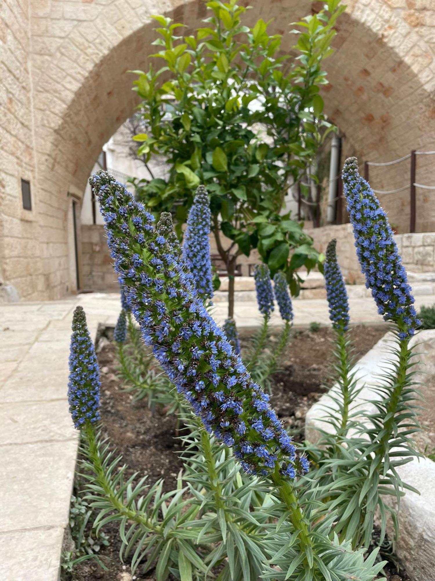 Lamanna House Polignano a Mare Eksteriør billede